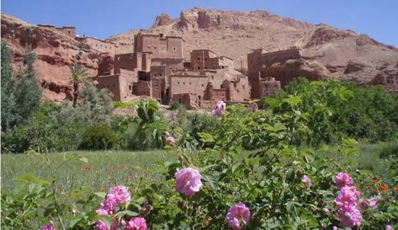 الطبيعة: بساتين الورد تعانق الجبال