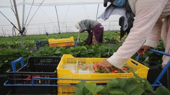 Récolte de la fraise dans la commune d’El Aouamra relevant de la province de Larache