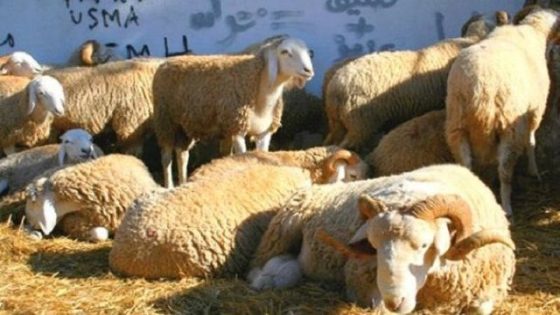 الأردن.. متحور “الحمى القلاعية” يغلق كافة أسواق المواشي