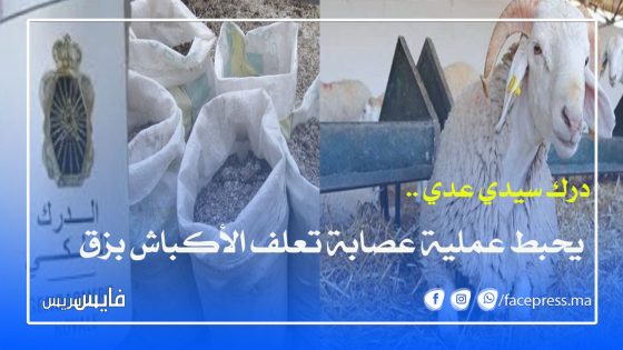درك سيدي عدي .. يحبط عملية عصابة تعلف الأكباش بزق الدجاج
