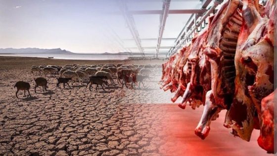 الجفاف وارتفاع أسعار اللحوم: التحديات والسياسات الحكومية