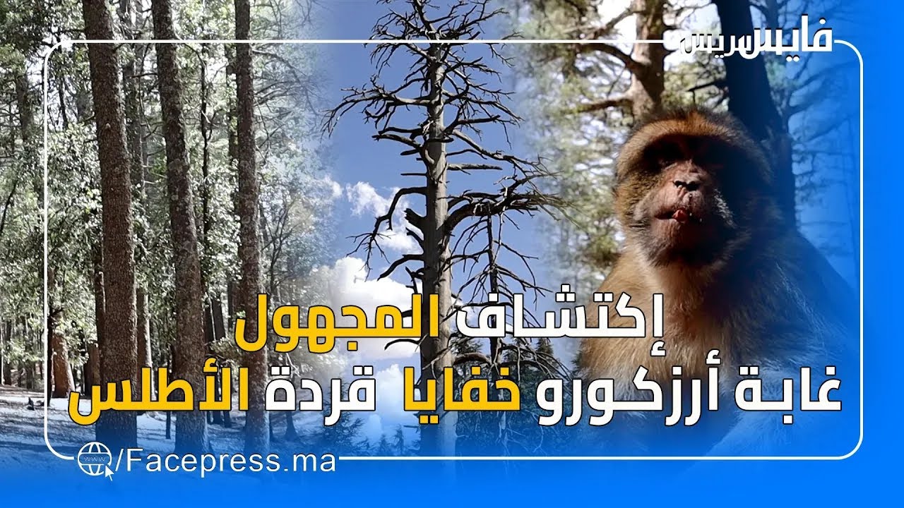 فايس وثائقي...اكتشاف المجهول .. غابة ارزكورو "خفايا قردة الأطلس" المهدد بالانقراض