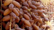 انطلاق المعرض الدولي للتمور بأرفود.. وتوقعات بإنتاج يصل إلى 180 ألف طن