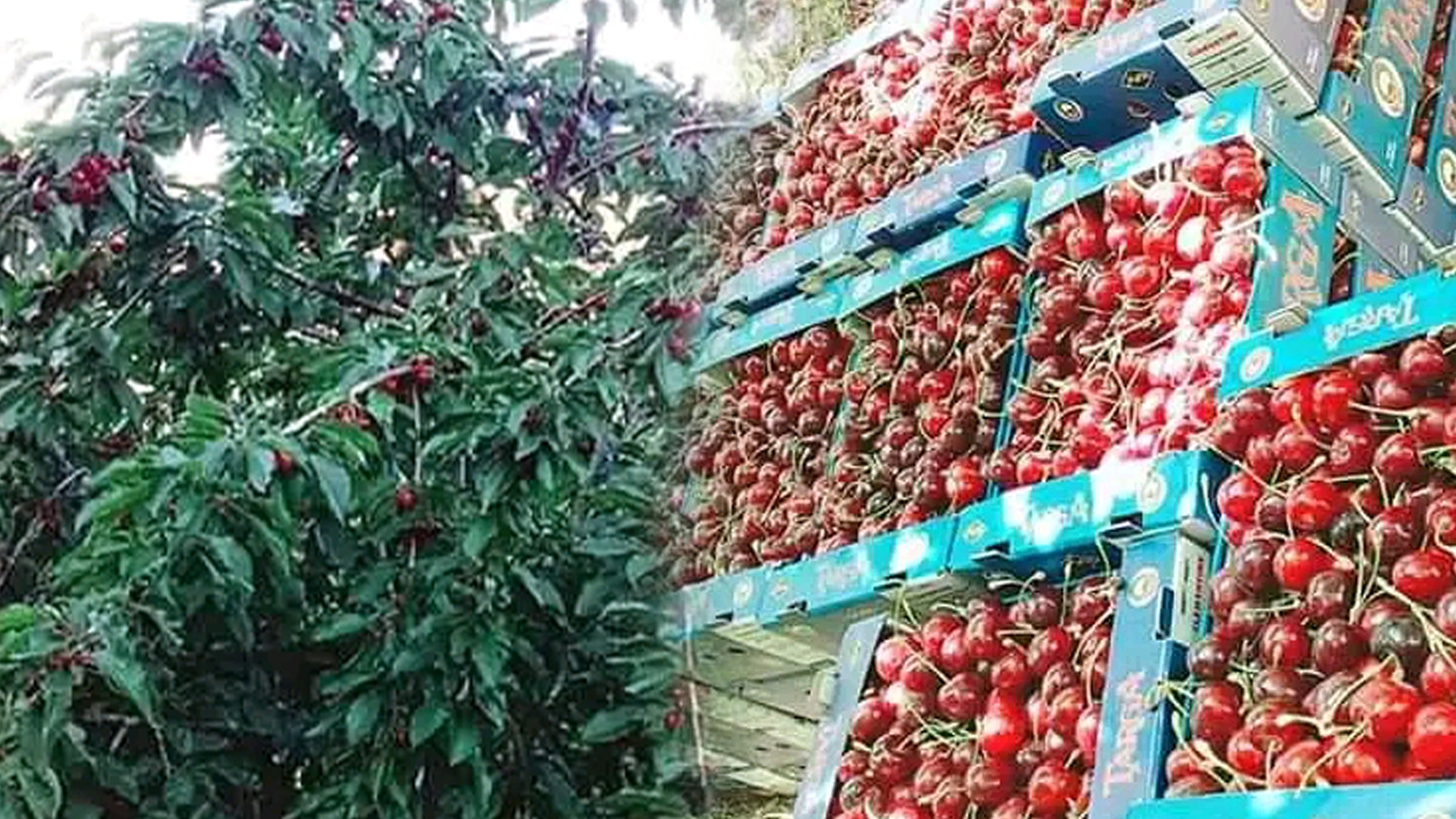 عين اللوح ضعف في إنتاج فاكهة الكرزقد تصل هذه السنة إلى 10%
