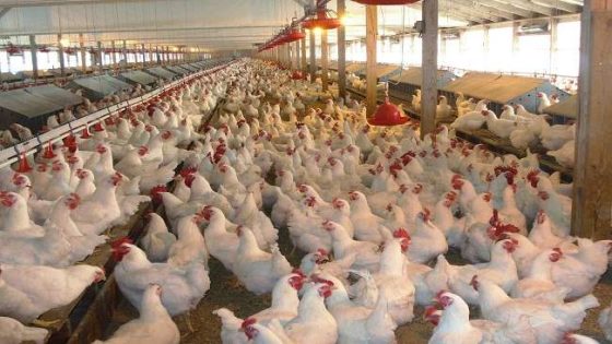 التدابير اللازمة لضمان تزويد السوق بشكل طبيعي بالدواجن