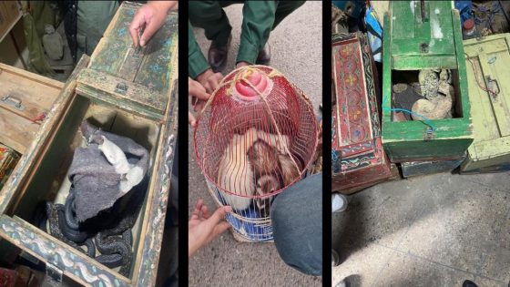 حجز مجموعة من الحيوانات البرية والزواحف كانت موجهة للبيع بشكل غير مشروع في كل من الناظور ومراكش