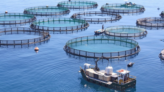 مجلة إيطالية: المغرب نموذج للدول الإفريقية في مجال تربية الأحياء المائية المستدامة