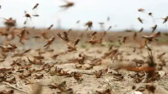 تونس.. الجراد الصحراوي يواصل غزواته جنوب البلاد