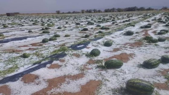“التبروري” يضرب زاكورة وتلحق خسائر فادحة بالقطاع الفلاحي