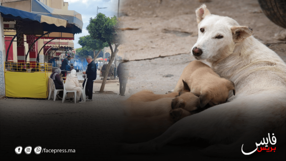 فوضى احتلال الملك العام تغزو تيسة.. وباعة متجولون وكلاب ضالة يثيرون استياء الساكنة في ظل غياب الرقابة
