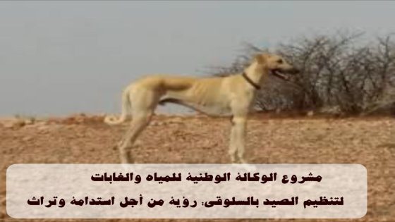 ✅ مشروع الوكالة الوطنية للمياه والغابات لتنظيم الصيد بالسلوقي: رؤية من أجل استدامة وتراث.