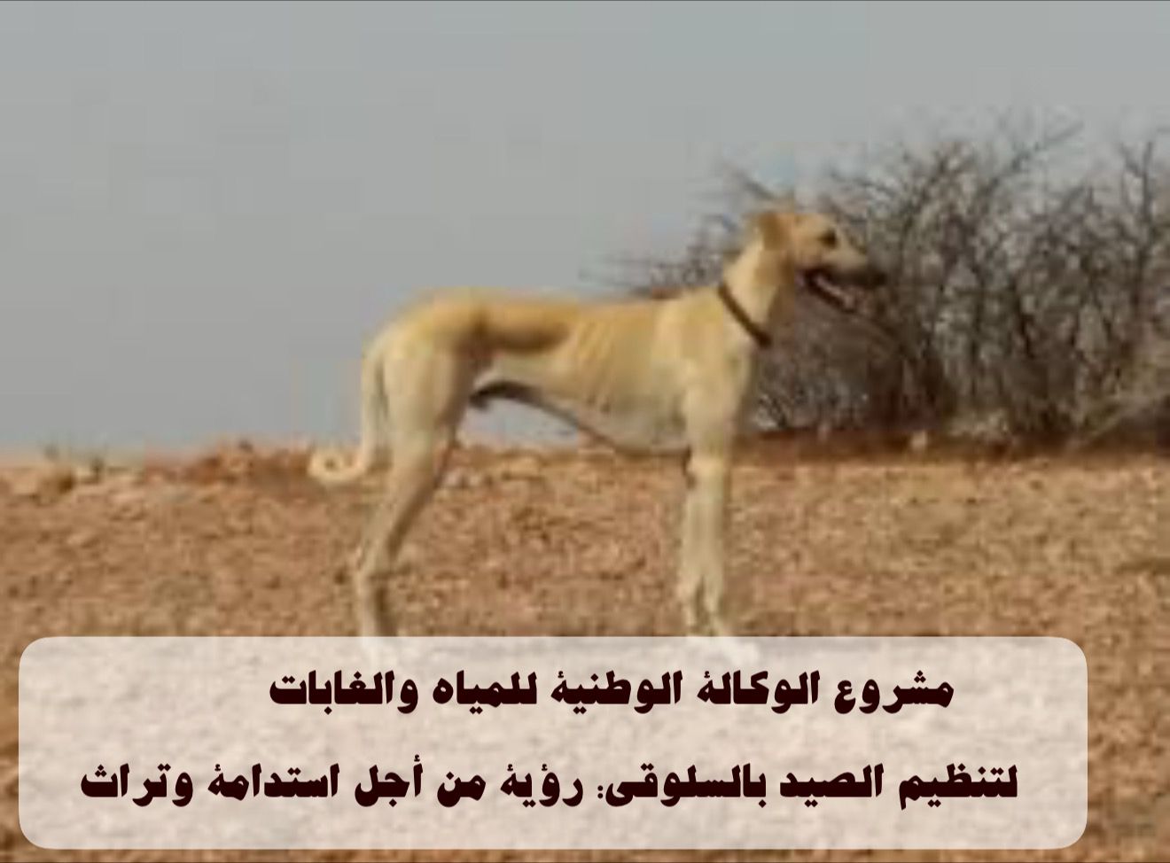 ✅ مشروع الوكالة الوطنية للمياه والغابات لتنظيم الصيد بالسلوقي: رؤية من أجل استدامة وتراث.