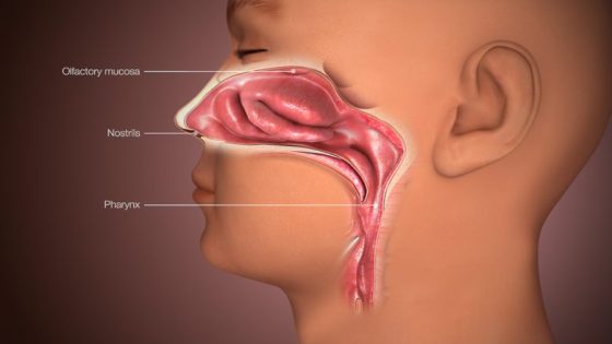 كوريا.. علماء يبتكرون جهازا لتعزيز حاسة الشم باستخدام موجات راديوية