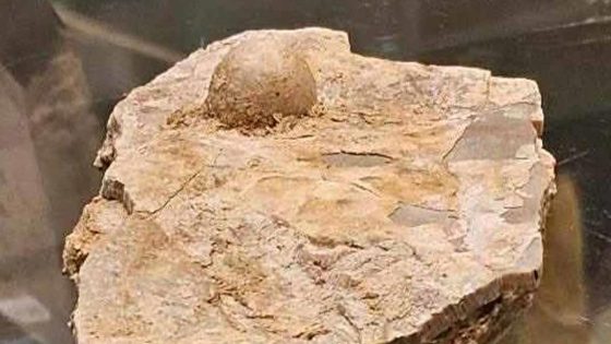 استراليا.. العثور على لؤلؤة متحجرة عمرها 100 مليون عام