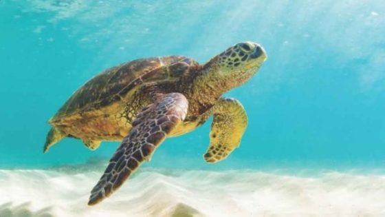 أستراليا تطلق مشروعا لحماية السلاحف الخضراء النادرة من الانقراض