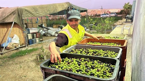 أزمة “السقاط”: ندرة العمالة تهدد موسم جني الزيتون بجهة فاس-مكناس وتضاعف تكاليف الإنتاج فاس-مكناس – انطلق موسم جني الزيتون بجهة