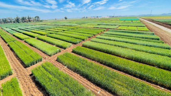 سهل اللوكوس: تساقطات قياسية تجاوزت 520 ملم تنعش المحاصيل وتملأ السدود