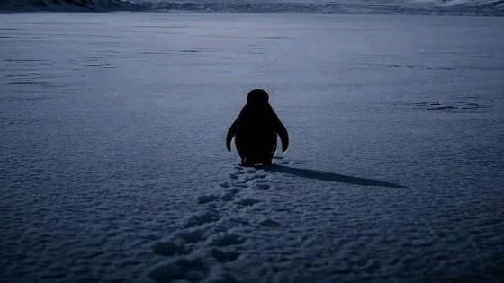 قصة البطريق الذي غادر البحر ليبحث عن روحه في الجليد