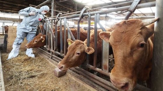 جنوب إفريقيا بحاجة إلى 28 مليون جرعة من لقاح الحمى القلاعية