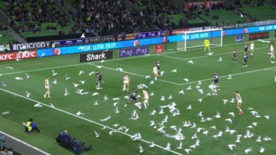 أسراب من الطيور تقتحم مباراة كرة قدم