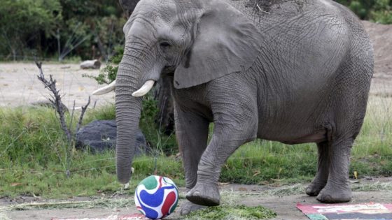 حيوانات في حديقة غوادالاخارا بالمكسيك تتنبأ بنتائج مباريات كأس العالم 2026