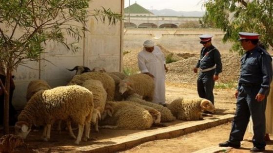 الدرك الملكي بإفران يطيح بمشتبه فيه خطير في سرقة المواشي